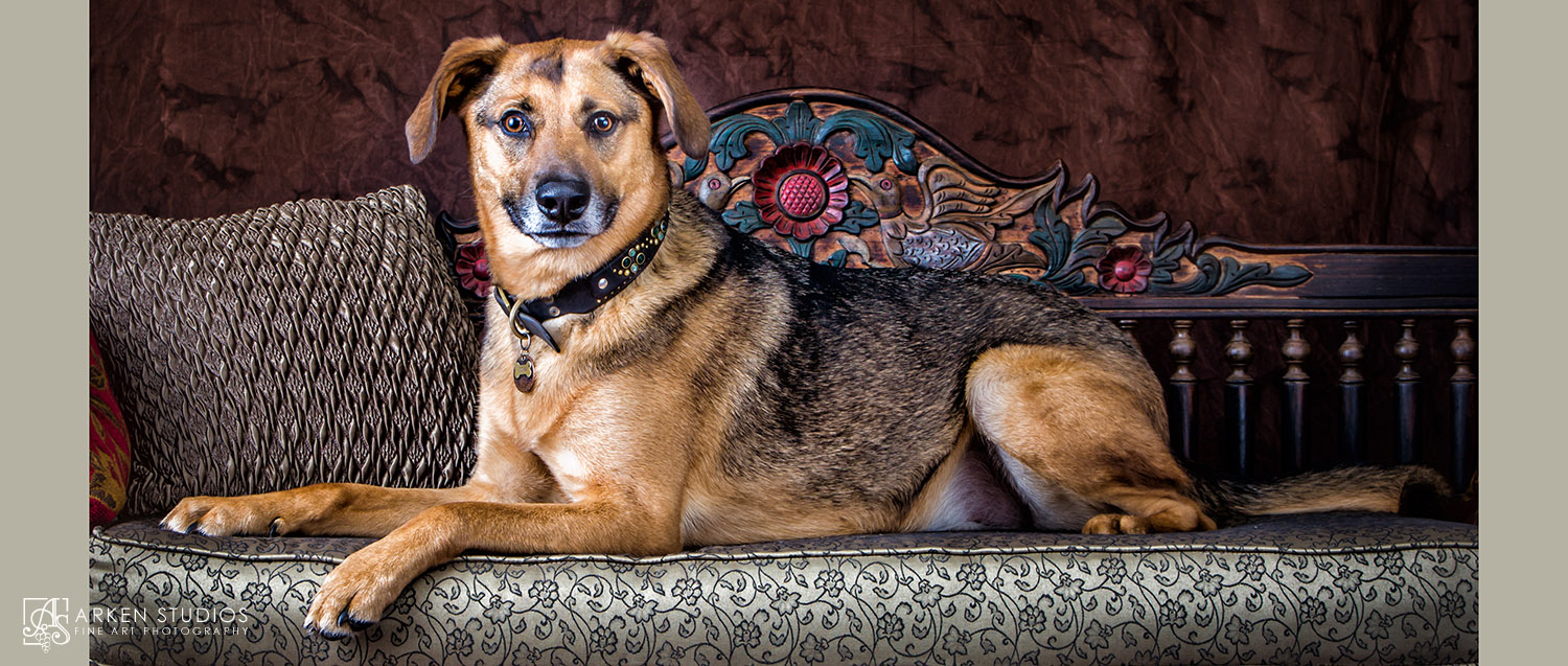 Sonoma County Pet Photography