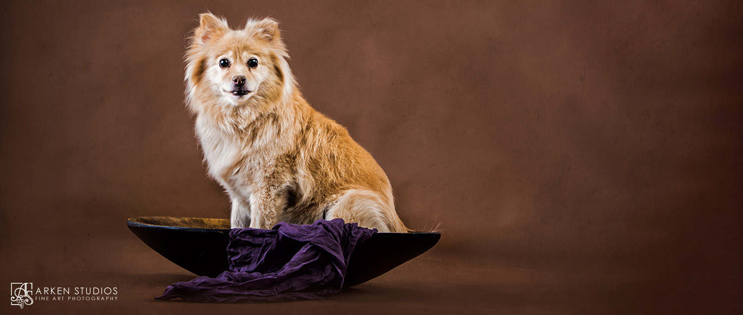 Sonoma County Dog Photography